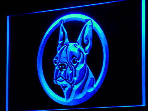 Boston Terrier Dog Pet Shop